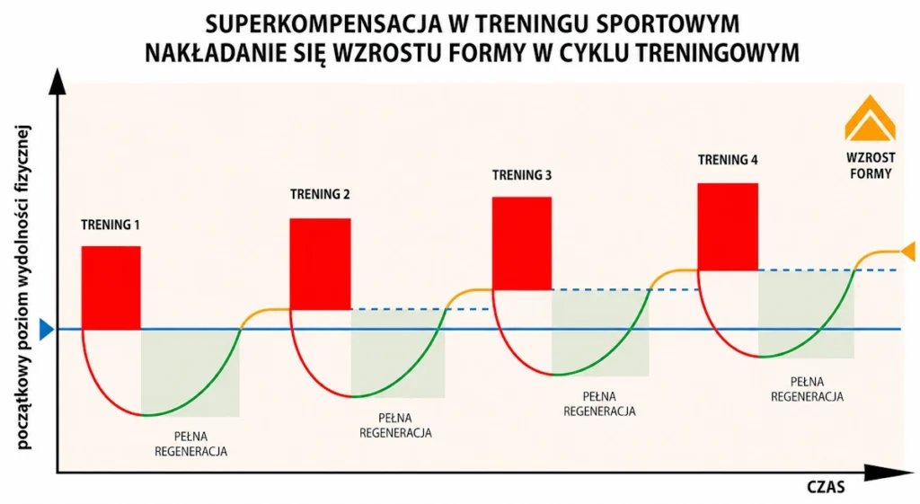 Jak przebiega superkompensacja w bieganiu