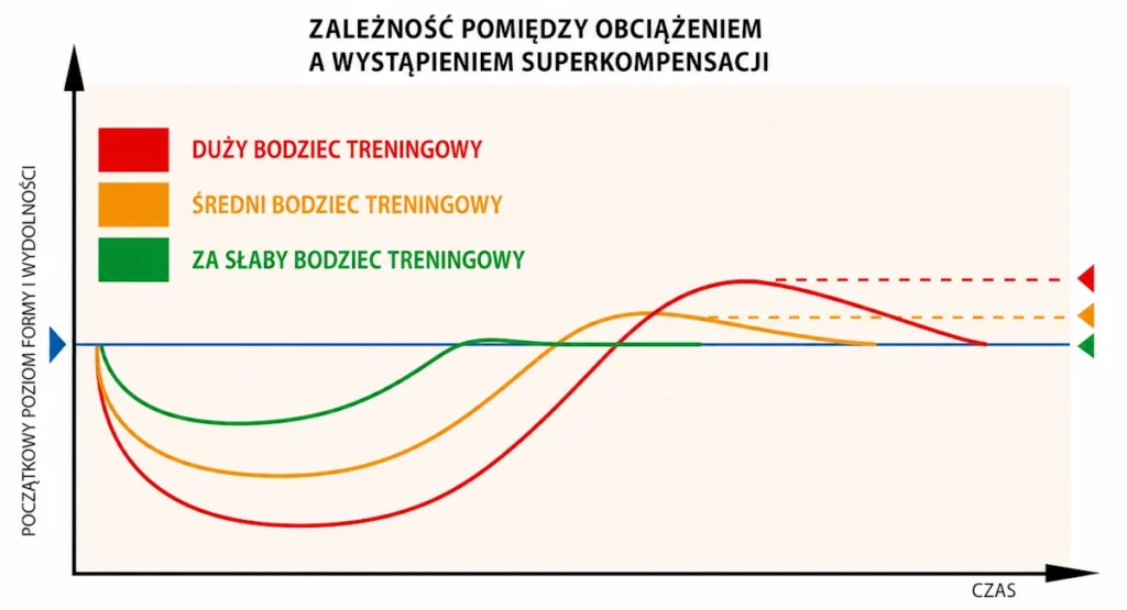 Jak przebiega superkompensacja w bieganiu